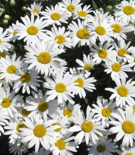 Leucanthemum maximum 'Madonna F1'